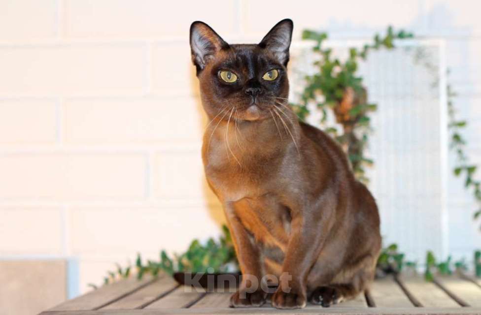 Кошки в Москве: Бурма котята из питомника Девочка, 90 000 руб. - фото 6