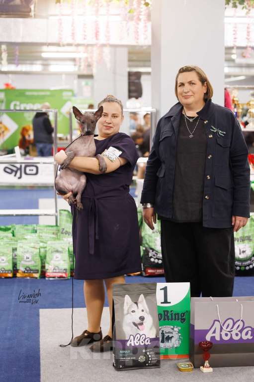 Собаки в Москве: Щенок ксолоитцкуинтли Девочка, Бесплатно - фото 6