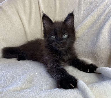 Черный солидный мальчик мейн кун