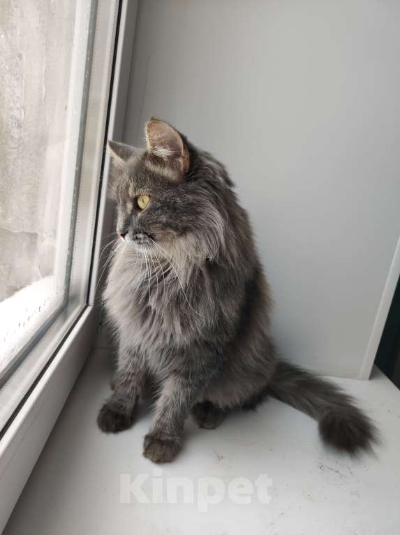 Кошки в Самаре: Найдена кошка, Самара, Советский район Девочка, Бесплатно - фото 2