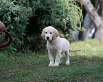 Собаки в Воронеже: Шикарный щенок золотистого ретривера  Мальчик, 40 000 руб. - фото 6