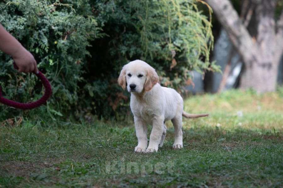 Собаки в Воронеже: Шикарный щенок золотистого ретривера  Мальчик, 60 000 руб. - фото 6