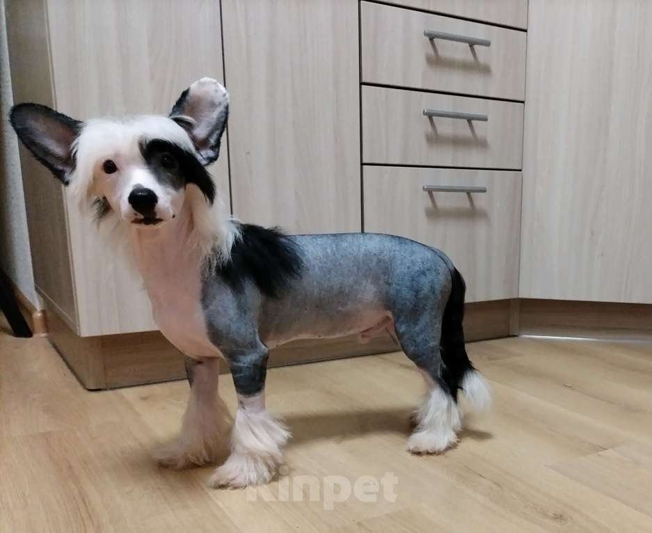 Собаки в Санкт-Петербурге: Голый мальчик Мальчик, Бесплатно - фото 5