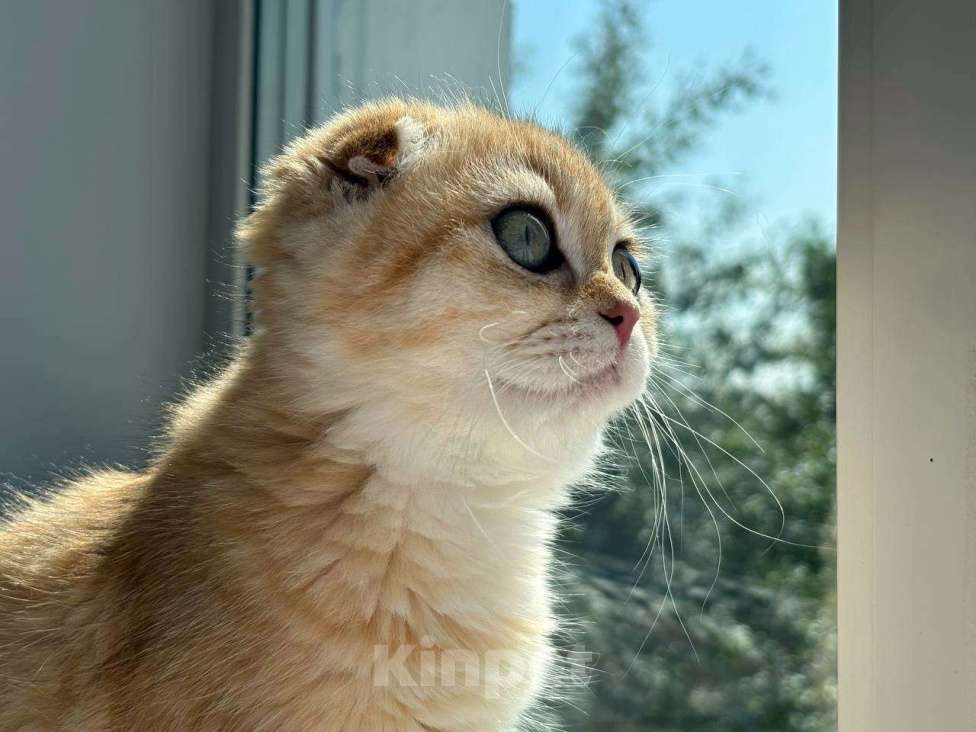 Кошки в Москве: Шотландский вислоухий котёнок  Девочка, 15 000 руб. - фото 8