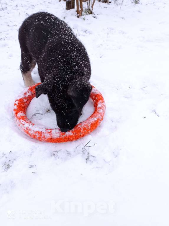 Собаки в других городах Ленинградской области: Щенки восточноевропейской овчарки Мальчик, 30 000 руб. - фото 3