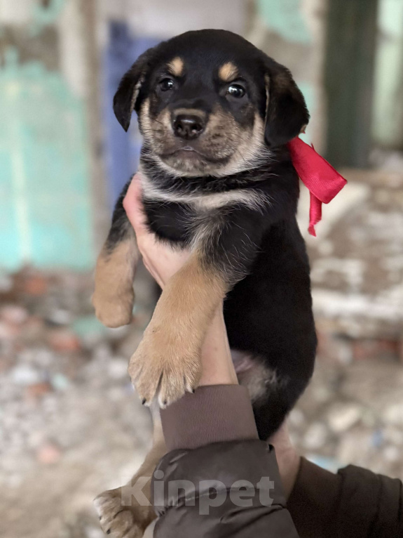 Собаки в Москве:  Невероятный медвежонок Барни  2 мес ждет новогоднего чуда-дом! Мальчик, Бесплатно - фото 1