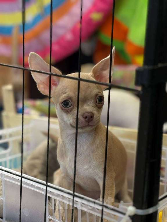 Собаки в Ульяновске: Щенки чихуахуа мальчики. Мальчик, 35 000 руб. - фото 4