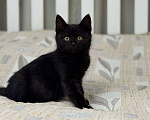 Кошки в Москве: котенок Агат ищет дом Мальчик, Бесплатно - фото 1
