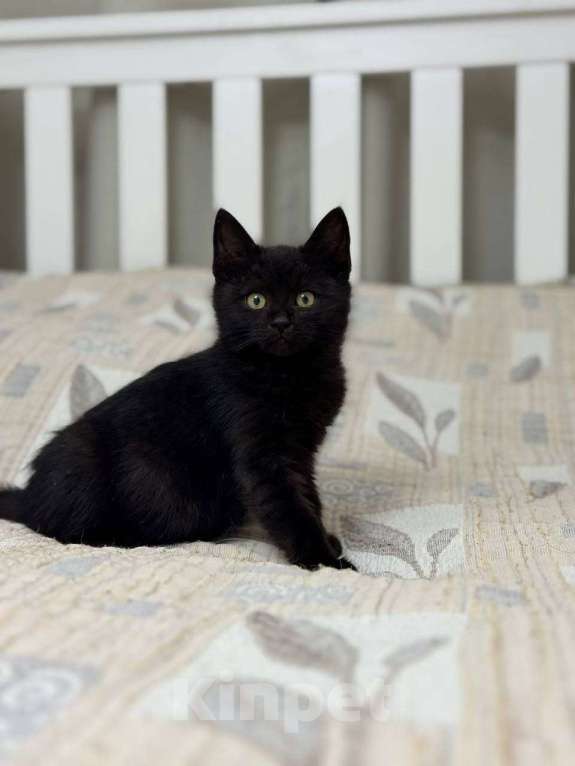 Кошки в Москве: котенок Агат ищет дом Мальчик, Бесплатно - фото 1