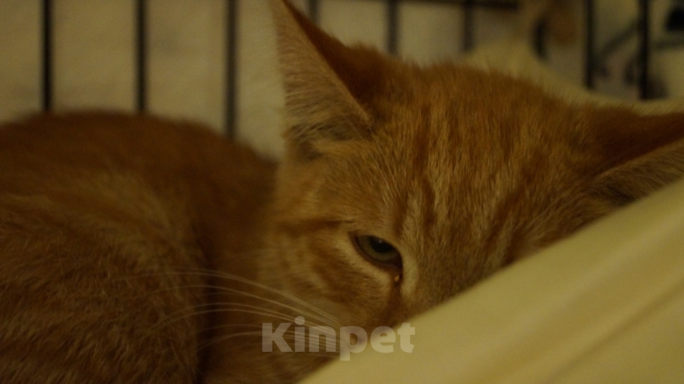 Кошки в Жуковском: Рыжий котенок выкинут в переноске Мальчик, Бесплатно - фото 4