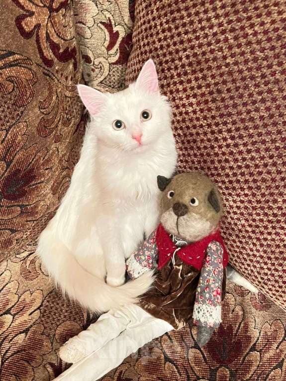 Кошки в Санкт-Петербурге: Безумно красивый котёнок Мальчик, Бесплатно - фото 6