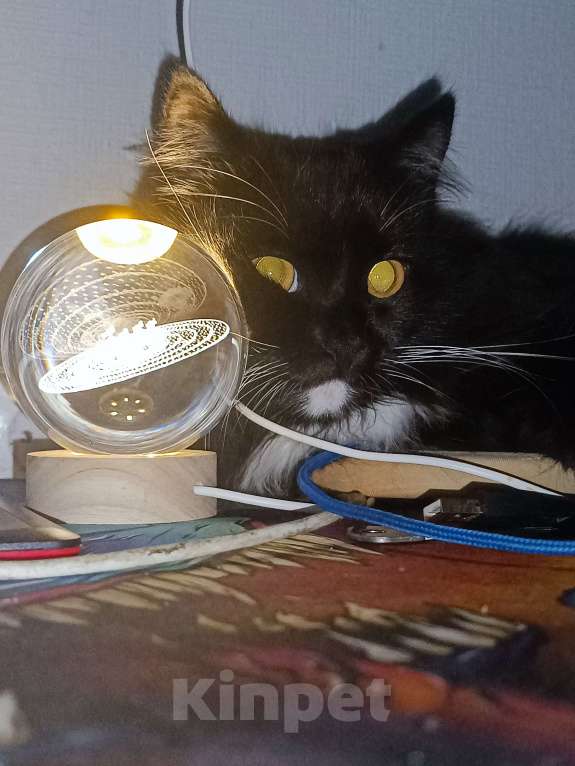 Кошки в Королеве: Молодая кошка, на вязку. Девочка всего 3 годика.  Девочка, Бесплатно - фото 8