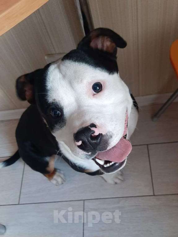 Собаки в Москве: Молодой кобель породы американский булли Маврик в добрые руки Мальчик, 1 руб. - фото 2
