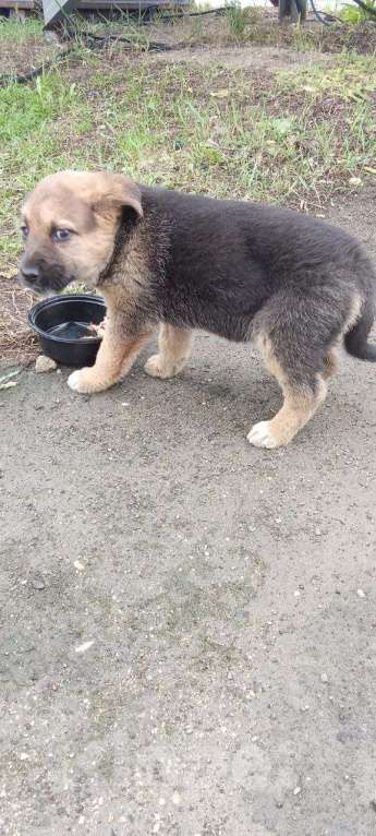 Собаки в Новомосковске: Щенок в добрые руки Девочка, Бесплатно - фото 3