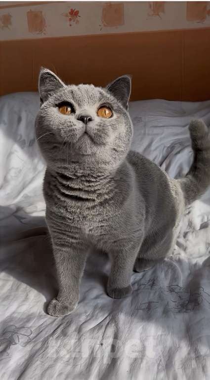 Кошки в Москве:  Британские элитные котята  Девочка, Бесплатно - фото 2