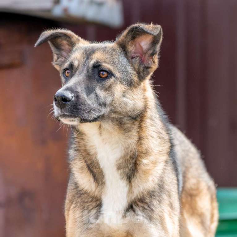 Собаки в Москве: Молли Девочка, Бесплатно - фото 3
