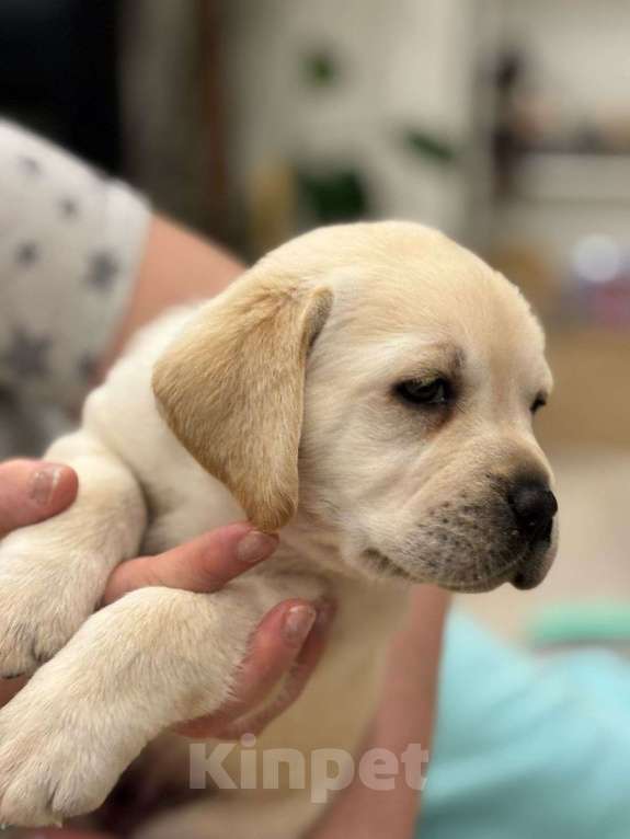 Собаки в Истре: Щенок лабрадора с отличной родословной, девочка Девочка, 70 000 руб. - фото 2