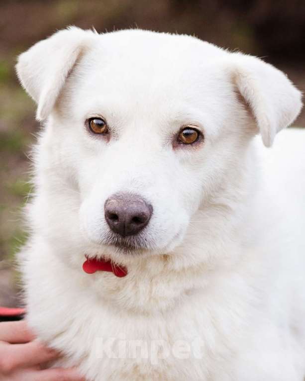 Собаки в Москве: Бельчик - ищет дом и семью Мальчик, Бесплатно - фото 7