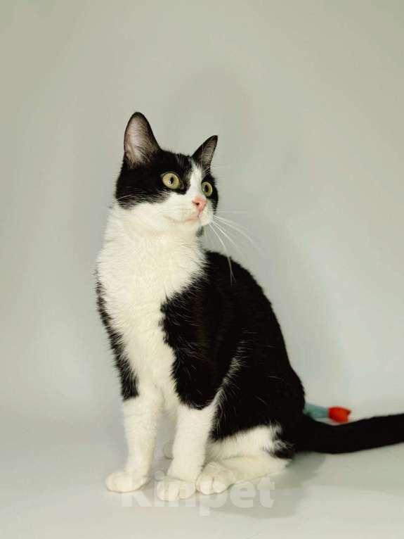 Кошки в Балашихе: Снич Мальчик, Бесплатно - фото 1