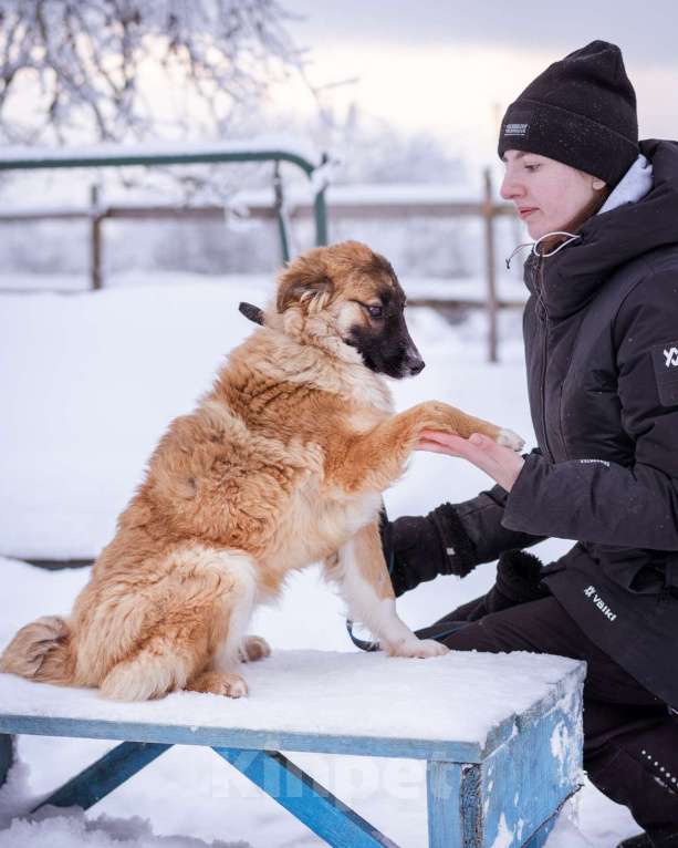 Собаки в Москве: Небольшая собачка чуть ниже колена. Девочка, Бесплатно - фото 8