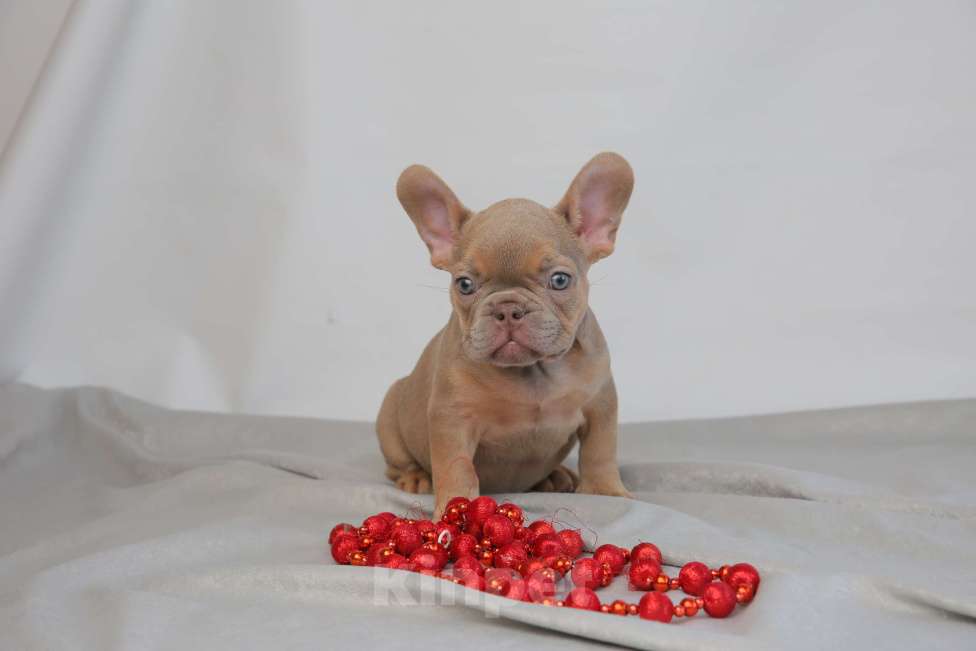 Собаки в Москве: щенки французского бульдога Мальчик, Бесплатно - фото 2