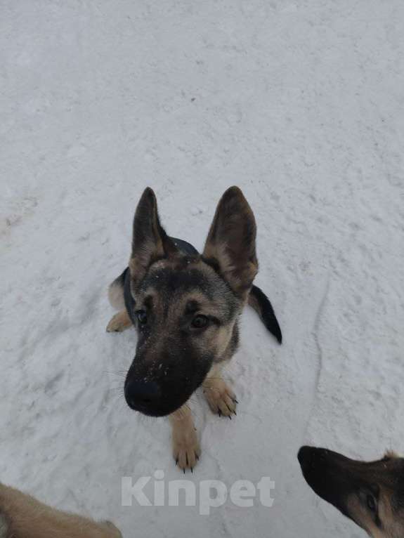 Собаки в Мытищах: Восточноевропейская овчарка, щенок Девочка, 10 000 руб. - фото 4