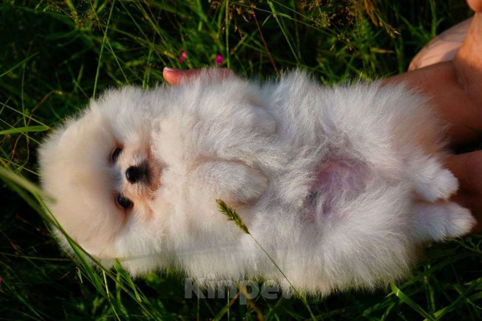 Собаки в Мур: Продажа щенка Мальчик, 75 000 руб. - фото 2