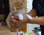 Кошки в Екатеринбурге: Котята в добрые руки Мальчик, Бесплатно - фото 3