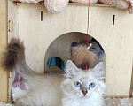Кошки в Новосибирске: ♀️ Yang Девочка, 40 000 руб. - фото 1