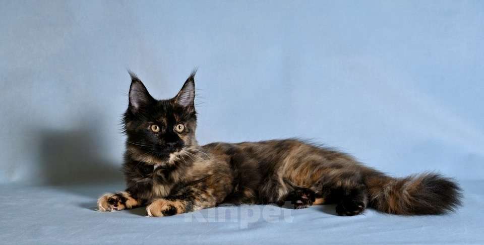 Кошки в Саратове: Мейн Кун Девочка, 40 000 руб. - фото 4