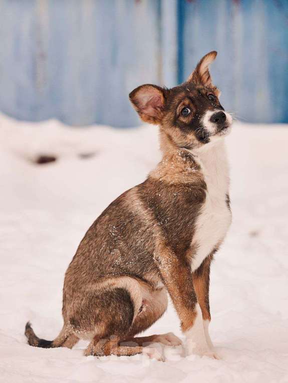 Собаки в других городах Московской области: Марио якутенок Мальчик, Бесплатно - фото 2