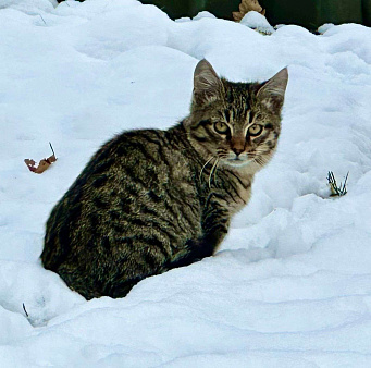 Объявление: Ищут дом два очаровательных котенка., Бесплатно, Москва