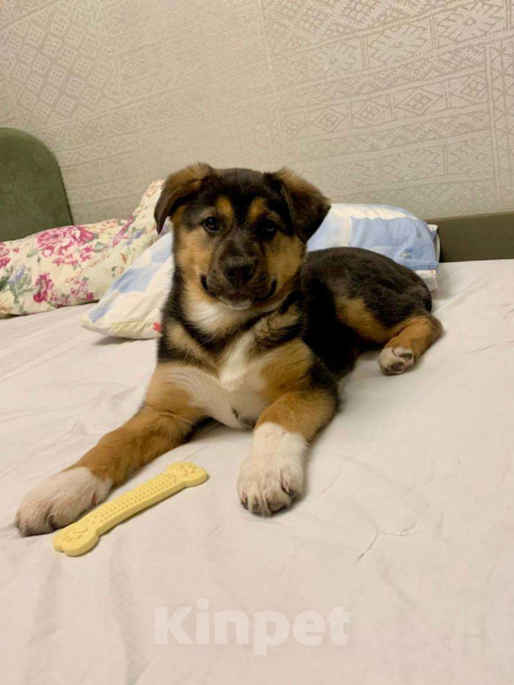 Собаки в Долгопрудном: Малышка Пальма ищет дом Девочка, Бесплатно - фото 3