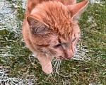 Кошки в Казани: Рыжики в беде  Мальчик, Бесплатно - фото 2