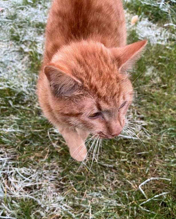 Кошки в Казани: Рыжики в беде  Мальчик, Бесплатно - фото 2