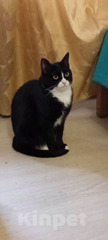 Кошки в Москве: Стешенька знает, как навести уют в доме Девочка, Бесплатно - фото 2