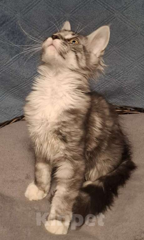 Кошки в Санкт-Петербурге: котята мейн кун Девочка, 40 руб. - фото 2