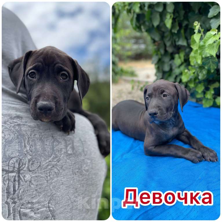 Собаки в других городах Крыма: Американский питбуль  Мальчик, 65 000 руб. - фото 6