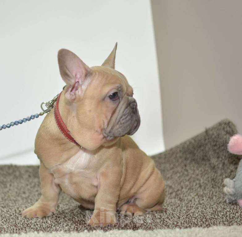 Собаки в Москве: Девочка Зимушка Девочка, 55 000 руб. - фото 5