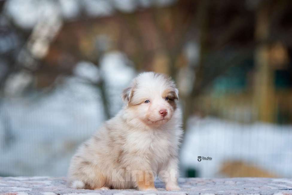 Собаки в Москве: Австралийская овчарка, щенок Мальчик, 120 000 руб. - фото 1