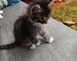Кошки в Иркутске: Отдам в добрые руки котенка Барсика Мальчик, Бесплатно - фото 5