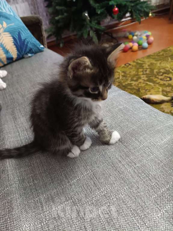 Кошки в Иркутске: Отдам в добрые руки котенка Барсика Мальчик, Бесплатно - фото 5