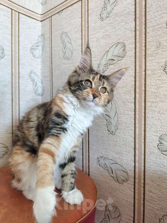 Кошки в Барнауле: Кошечка Девочка, Бесплатно - фото 3