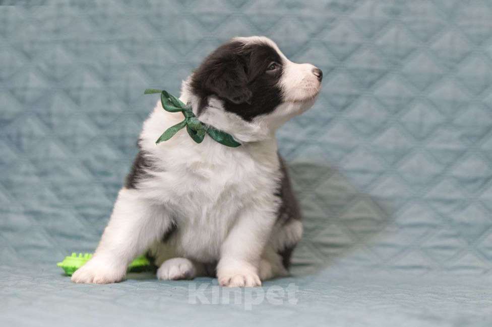 Собаки в Москве: Умнейший щенок бордер-колли Мальчик, Бесплатно - фото 9