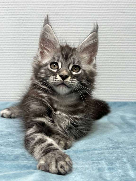 Кошки в Москве: Мейн-кун мальчик  Мальчик, 30 000 руб. - фото 4