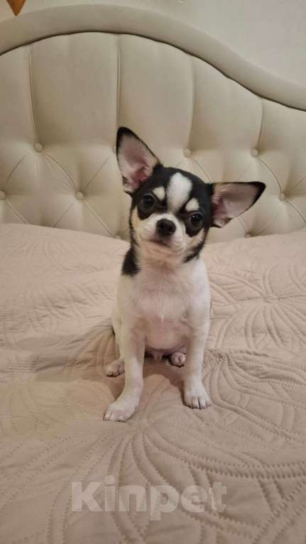 Собаки в Подольске: Щенок чихухуа Мальчик, 40 000 руб. - фото 4