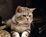 Кошки в Моздоке: Вязка. Шотландский прямоухий, 2 000 руб. - фото 2