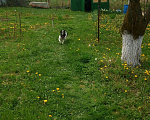 Собаки в Нальчике: Вязка, Бесплатно - фото 3