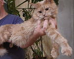 Кошки в Барыше: Мейн кун, 12 000 руб. - фото 4