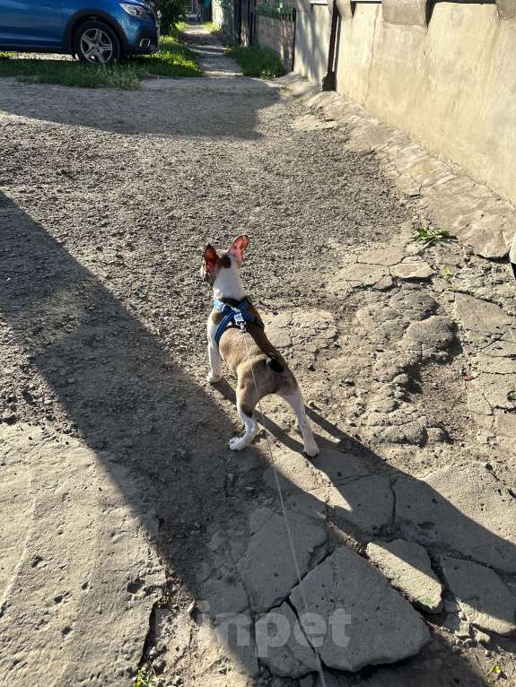 Собаки в Ростове-на-Дону: Француженка готова к перееду  Девочка, 18 000 руб. - фото 7